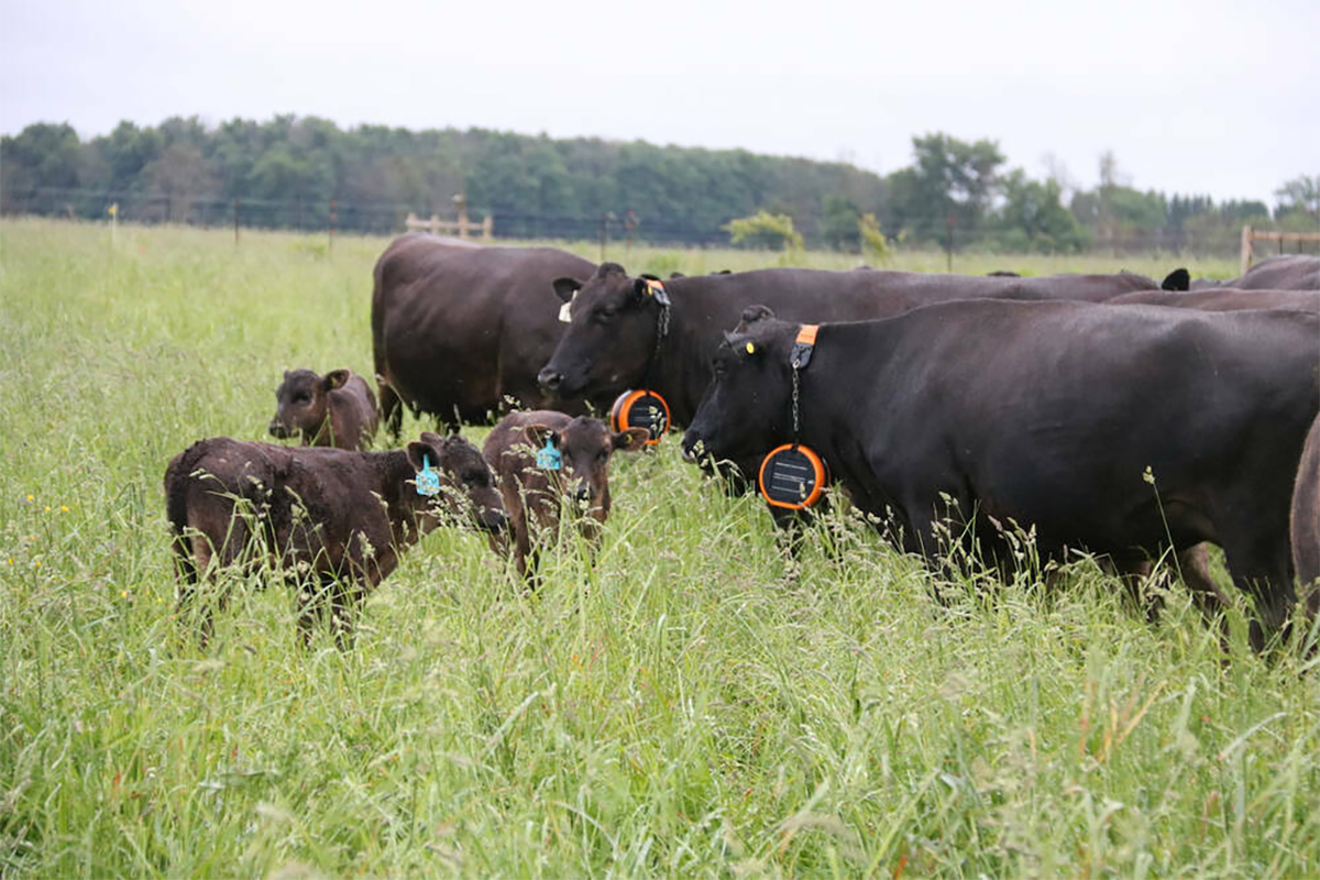 Cattle in a pasture fitted with virtual fencing equipment. Photo: File