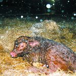 A newborn calf lays on straw bedding with snowflakes in the air all around it.