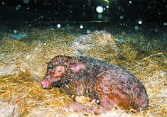 A newborn calf lays on straw bedding with snowflakes in the air all around it.