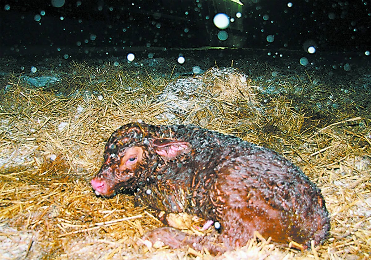 A newborn calf lays on straw bedding with snowflakes in the air all around it.