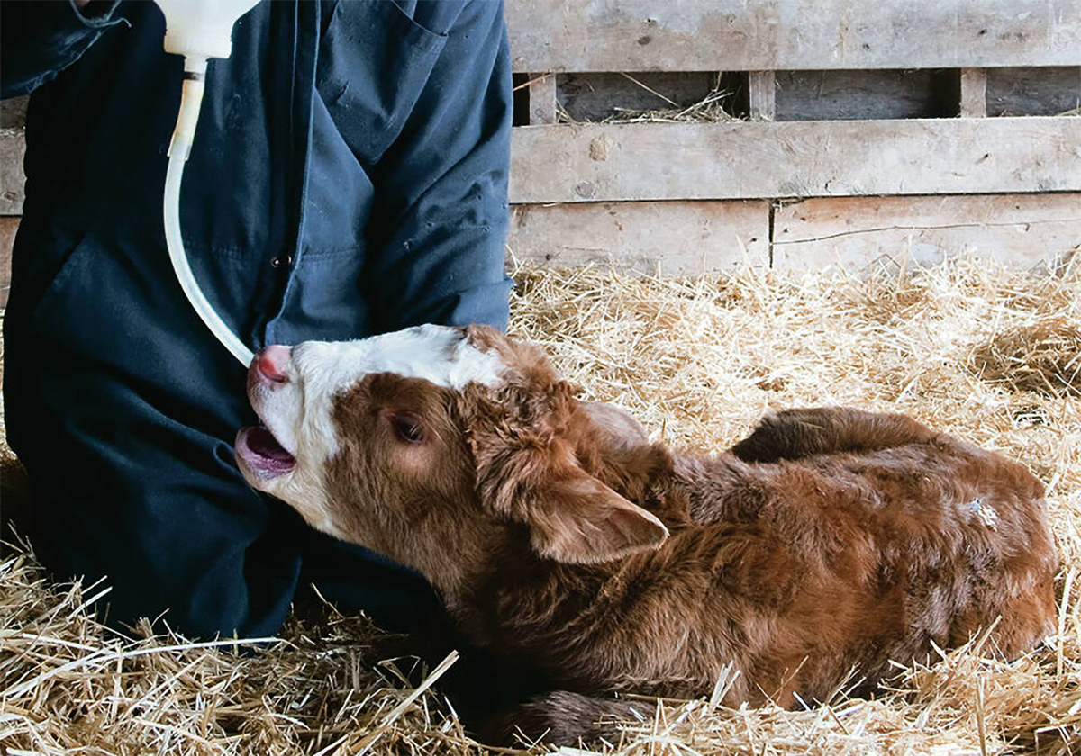 A newborn calf receives supplemental colostrum via a tube shortly after birth.