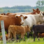 Bovine tuberculosis researchers ready to test promising vaccine in cattle