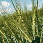 Canada regains Colombia as malt barley buyer