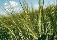 Close=up of the heads on a crop of malting barley nearing maturity.