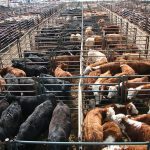 Looking down on cattle in pens in a large feedlot.