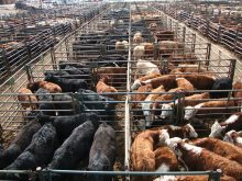 Looking down on cattle in pens in a large feedlot.