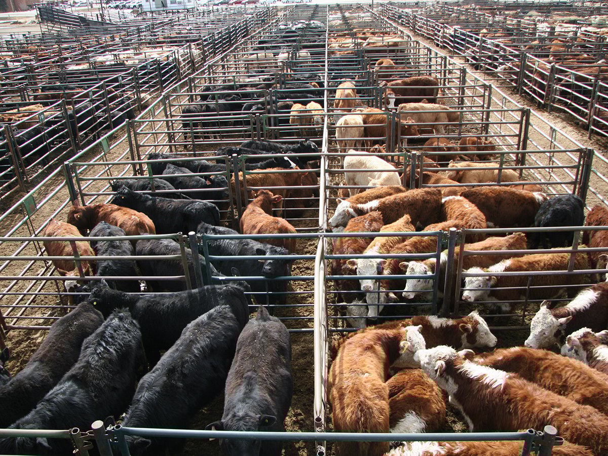Looking down on cattle in pens in a large feedlot.