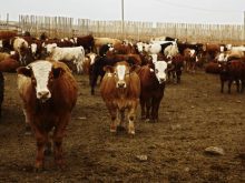 Cattle in a large pen at a feedlot.