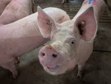 A pig in a barn puts his snout up close as he stares into the camera lens.