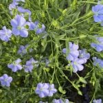 Canadian flax growers face stiff competition