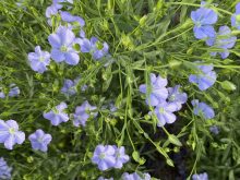 Close up of a flax crop in full bloom.