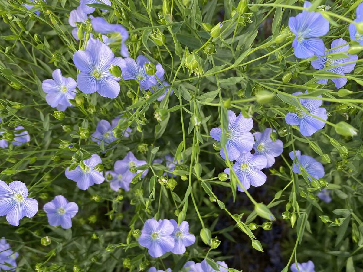 Close up of a flax crop in full bloom.