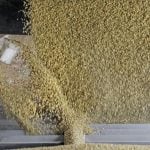 Saskatchewan Seed Guide correction issued on lentil varieties