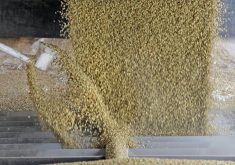 A white plastic sampling cup collects green lentils as they are dumped from a grain truck at an inland elevator facility.