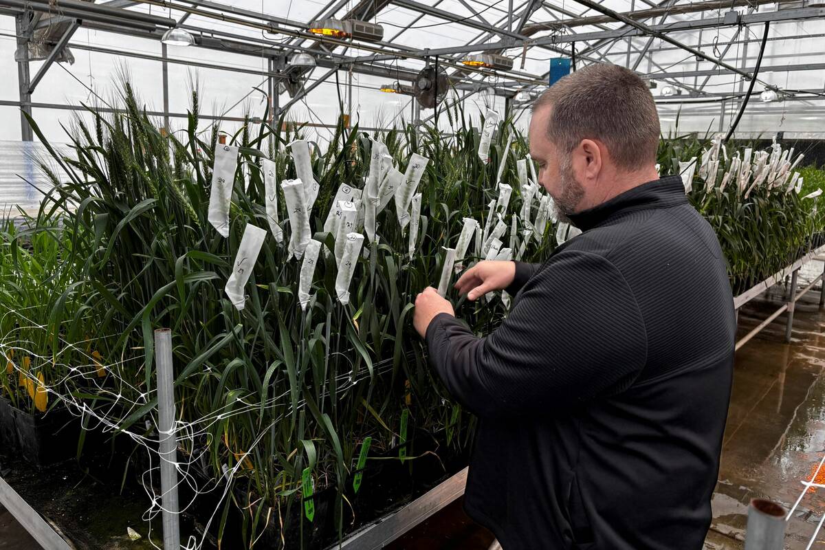 Syngenta wheat breeder Jon Rich checks hybrid wheat plants at a Syngenta research facility in Junction City, Kansas, U.S., February 19, 2026. Picture taken using a mobile phone. REUTERS/Julie Ingwersen