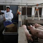 China’s hog surplus, plunging prices muddy tariff solution