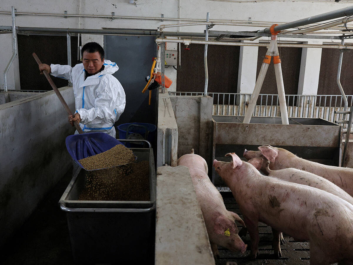 A man feeds pigs in a pig pen at a farm in Taizhou, Jiangsu province, China January 15, 2026. REUTERS/Go Nakamura/File Photo