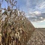 U.S. acreage estimates show corn down, soybeans up