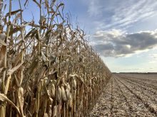 Half-harvest silage corn crop near St. Eustache, Manitoba, on October 28, 2025.