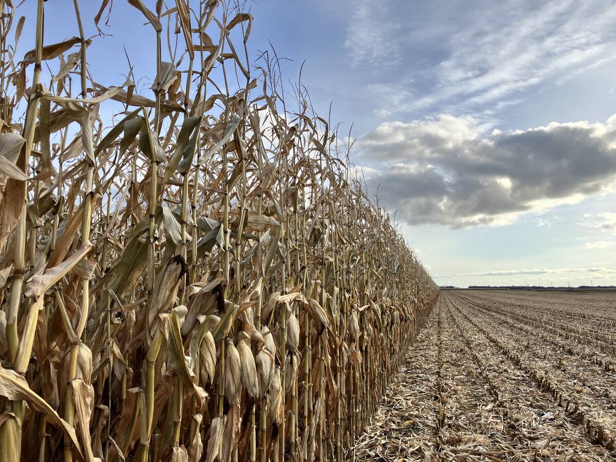 Half-harvest silage corn crop near St. Eustache, Manitoba, on October 28, 2025.