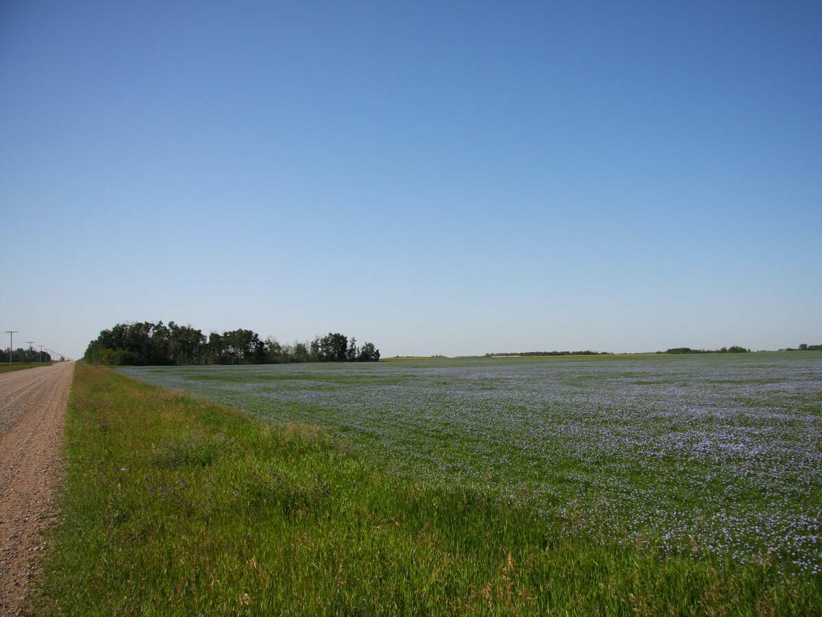 A flax field just starting to bloom under a clear blue sky.
