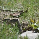 Strychnine should not be seen as a silver bullet for gophers