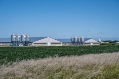 Two modern hog barns are seen from a distance on a summer day with blue sky. Photo: Getty Images