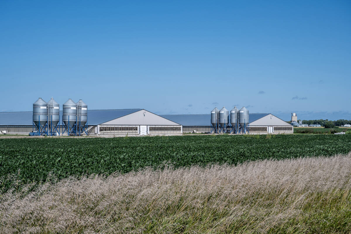 Two modern hog barns are seen from a distance on a summer day with blue sky. Photo: Getty Images