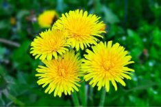 Yellow dandelion flowers.