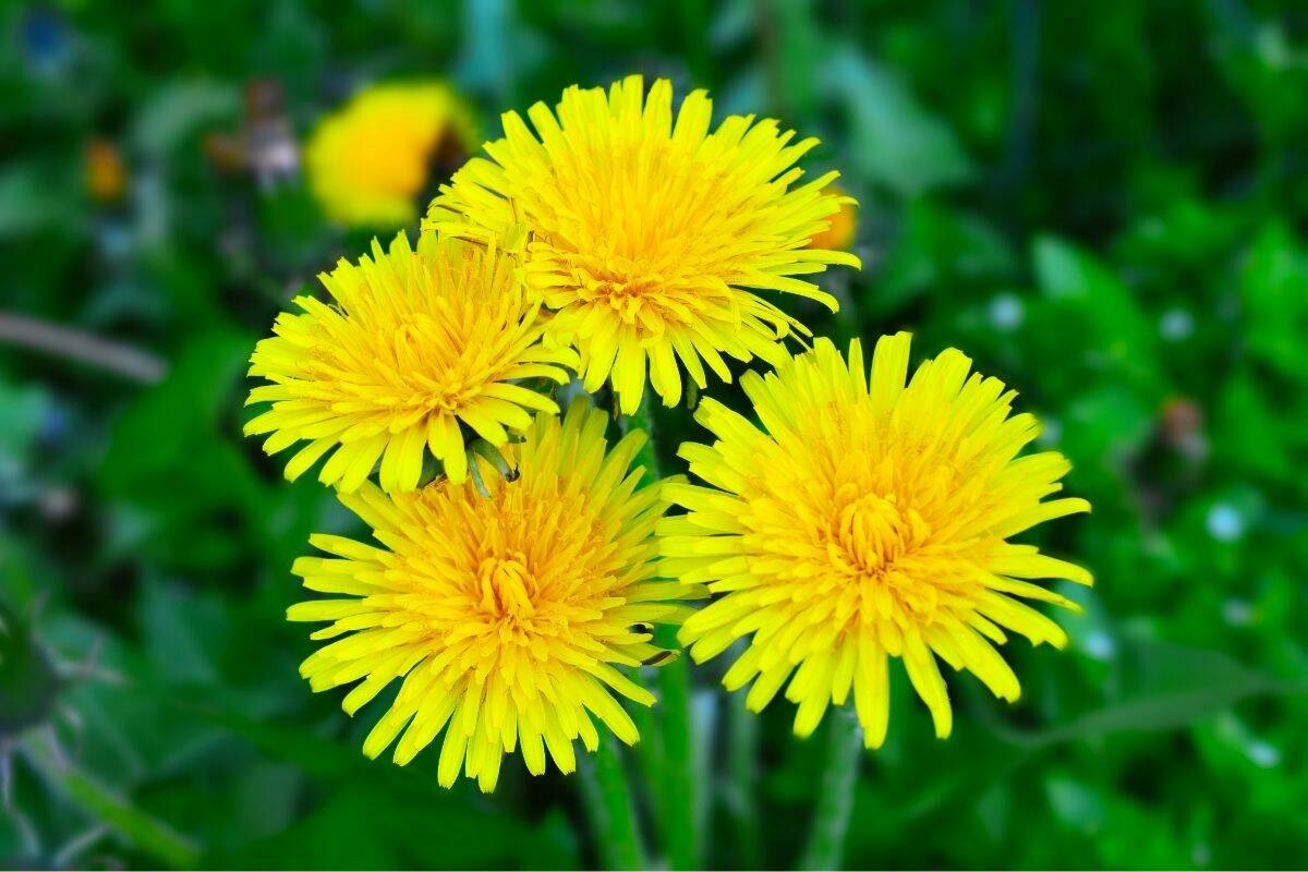 Yellow dandelion flowers.