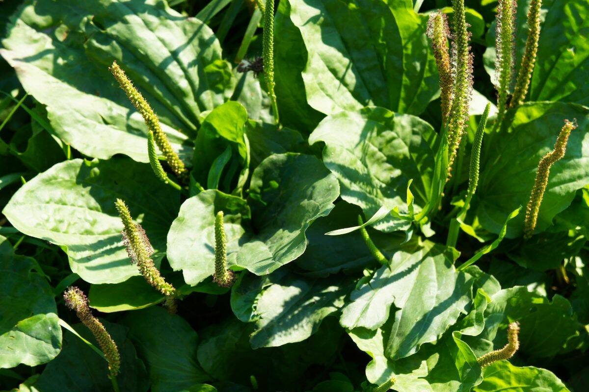 The leaves of a broad leaf plantain plant.