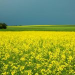 Canola field in full bloom. Photo: Canola Council of Canada