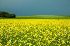 Canola field in full bloom. Photo: Canola Council of Canada