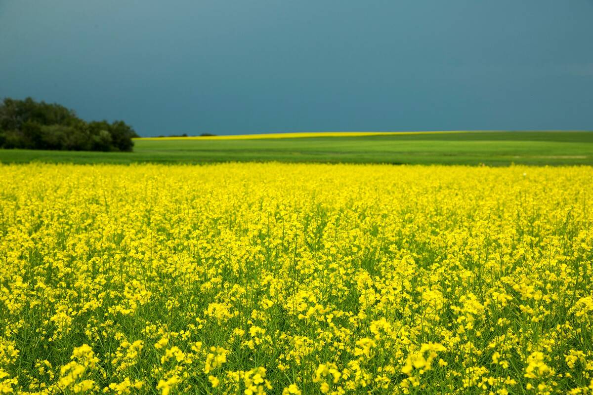 Canola field in full bloom. Photo: Canola Council of Canada