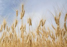 A low angle shot of a nearly ripe durum crop against a slightly overcast sky.