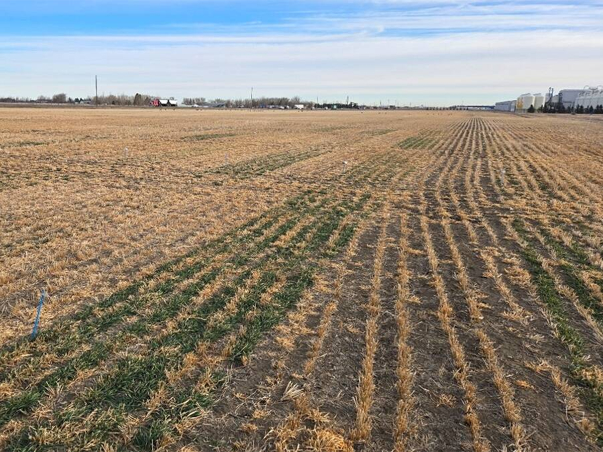 Research plot, double-cropping trial.