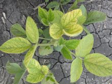 Soybean trifoliate leaf showing interveinal chlorosis, a symptom of iron deficiency chlorosis (IDC). Manitoba research found yield declines as IDC scores increase in affected areas, but no yield penalty in unaffected zones when tolerant varieties are selected. Photo: MPSG