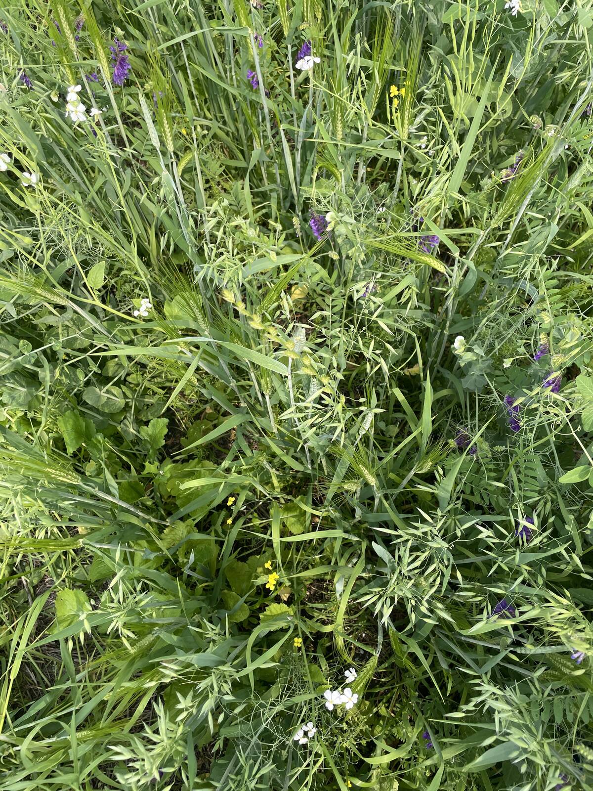 A forage blend of perennial grasses at Melfort, Sask., July 24, 2024.