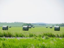 Hay bales in a field in southern Manitoba in early summer.