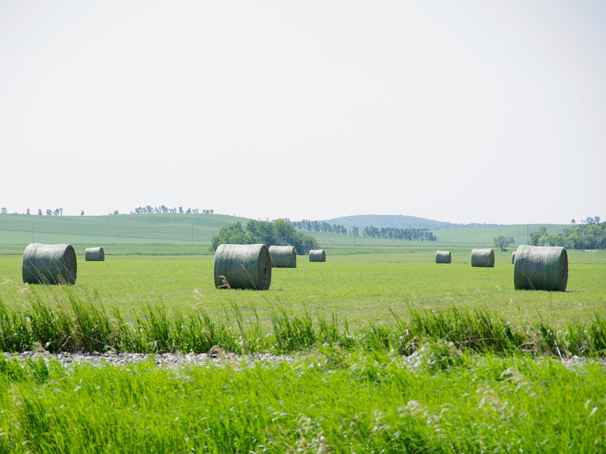 Hay bales in a field in southern Manitoba in early summer.