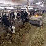 A robotic sweeper with a yellow light on top moves down the alleyway in a dairy barn pushing the feed closer to the cattle on their pens on the side.