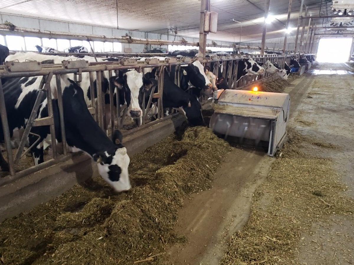 A robotic sweeper with a yellow light on top moves down the alleyway in a dairy barn pushing the feed closer to the cattle on their pens on the side.