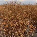 Red lentils priced higher than large greens