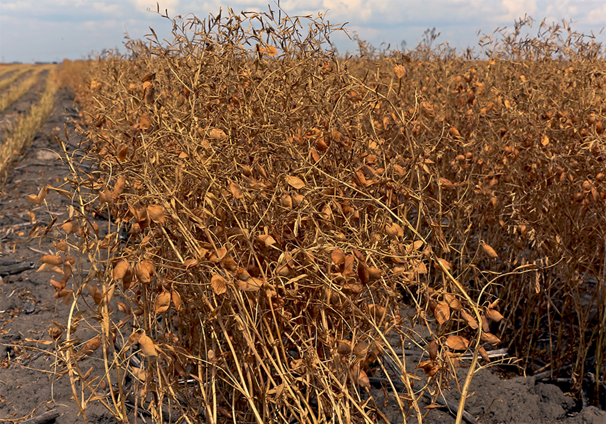 A red lentil crop that's ready to be harvested.